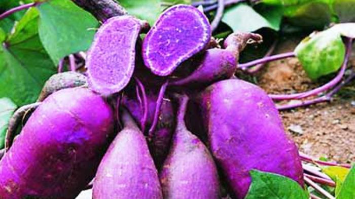 Terungkap Manfaat Ubi Ungu Yang Sangat Mengejutkan Untuk Kesehatan